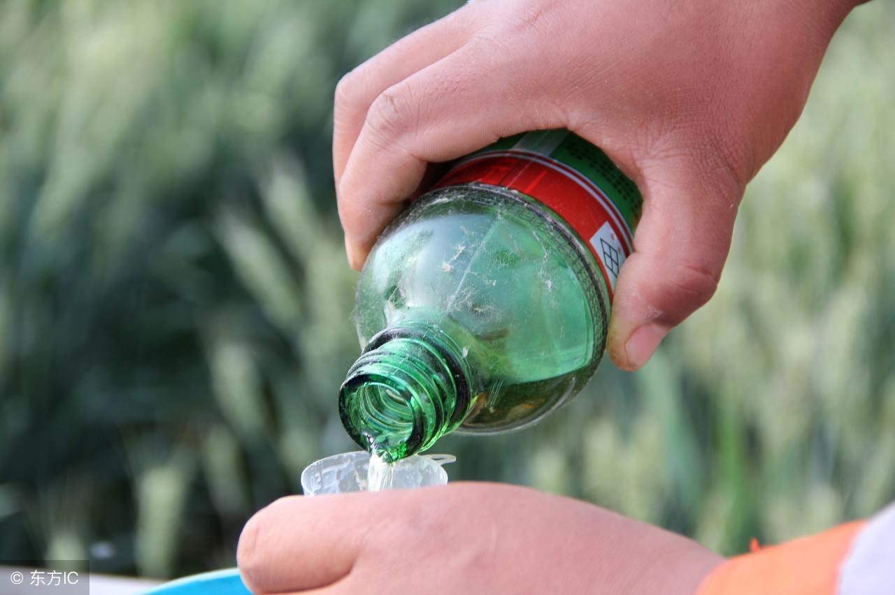 种姜遇到病害怎么办,大姜枯萎是什么原因