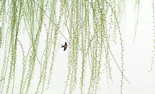 咏柳千古名句是什么,咏柳古诗对人们的启示与感悟