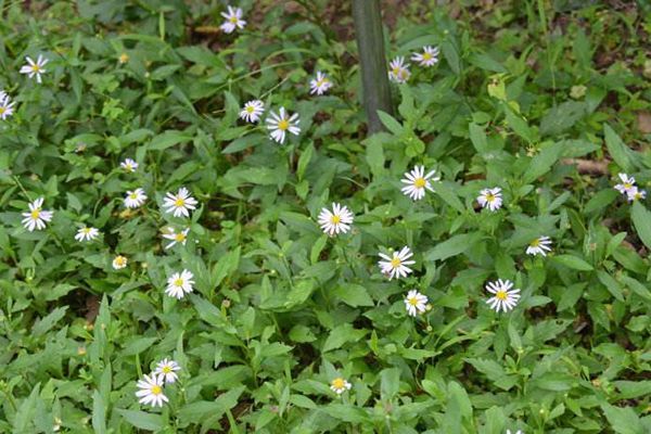 农村常见100种野花图片及名称,农村常见的50种野花名字