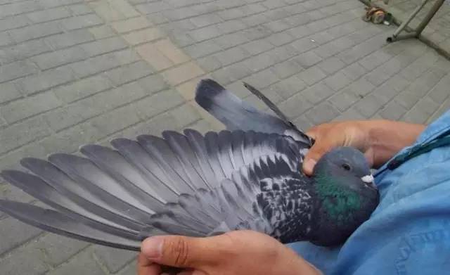 教大家快速准确鉴鸽的小方法,鉴鸽秘诀