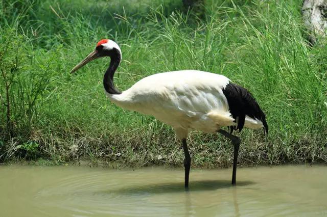 敢不敢来比比鸟？（内含福利）