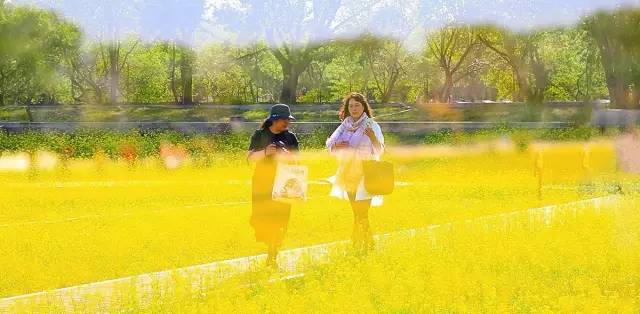 沈阳长白岛油菜花好去处,沈阳北陵区油菜花海