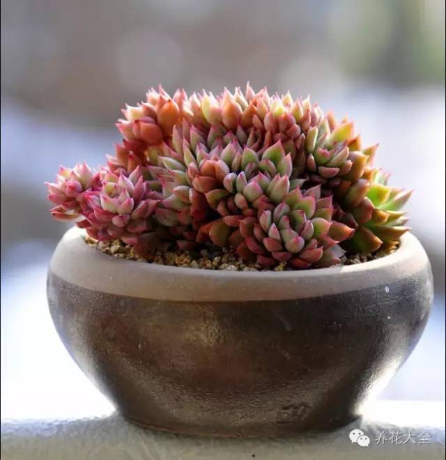 必看|台湾是中国的,多肉是世界的!