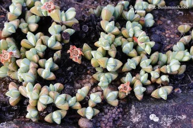 必看|台湾是中国的,多肉是世界的!