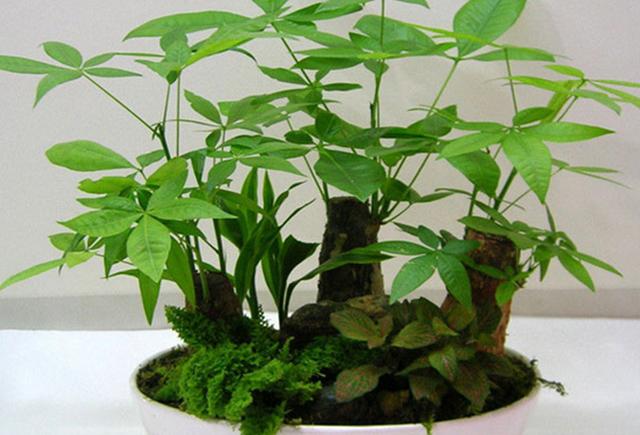 富贵竹水培发财树的养殖方法,水培发财树的叶子黄养殖方法