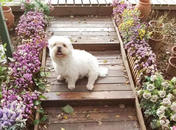 狗是唯一喜欢你的生物,狗是唯一爱主人胜过爱自己的动物