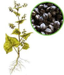 五谷杂粮的种类和吃法,五谷杂粮最健康吃法你知道吗