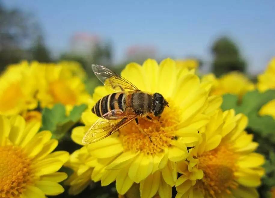 蜜蜂采得百花蜜为谁辛苦为谁甜,古诗中蜜蜂被称为什么