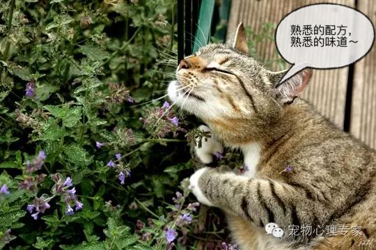养猫新手入门必知猫薄荷,猫薄荷栽培方法有哪些