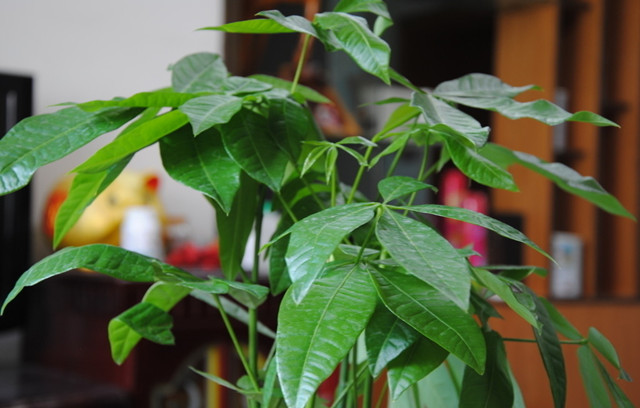 发财树的养殖方法与注意事项,发财树养殖方法和注意事项有哪些