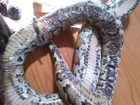 人工养殖蛇可以家养吗,人工喂养的蛇是不是犯法的