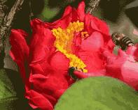 赞美蜜蜂采蜜的古诗,蜜蜂辛苦采蜜古诗词