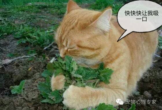 养猫新手入门必知猫薄荷,猫薄荷栽培方法有哪些