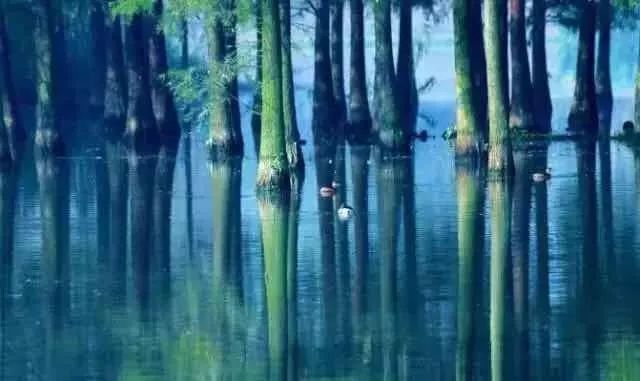 植树节去蚂蚁森林,植树节到