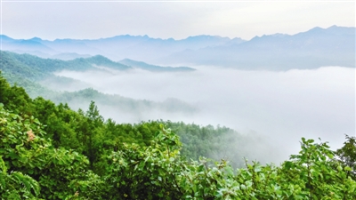 南阳市推进造林绿化工作,南阳城市绿化观摩