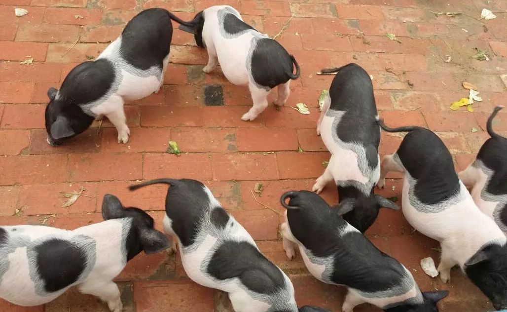 动物们嗷嗷待哺，在北京周边这个度假区里，你就是饲养员！