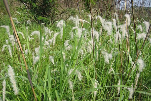农村常见100种野花图片及名称,农村常见的50种野花名字