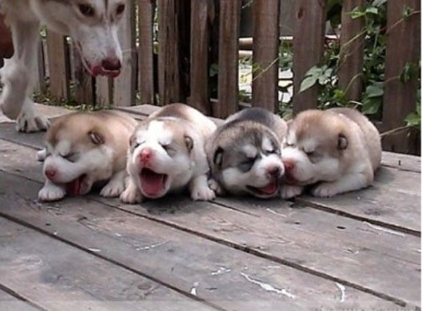 接生上万例的宠物医生：360度全方位讲解犬猫生产