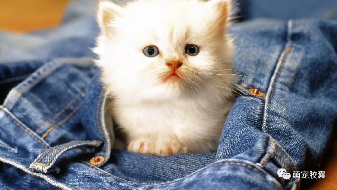 【V-case】猫反复性口炎病例