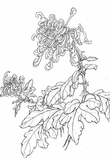 教你一步一步勾勒白描菊花,国画菊花勾线白描怎么画