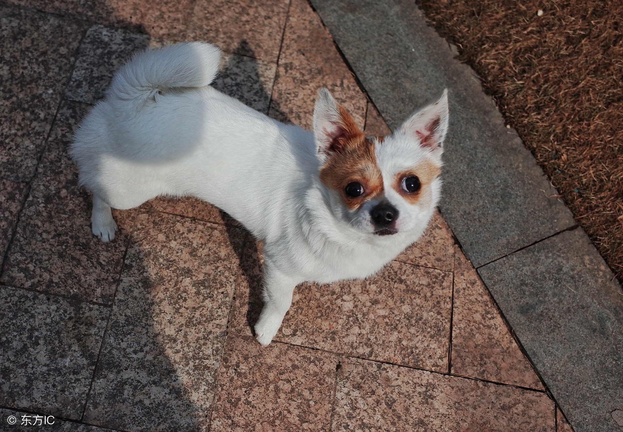 宠物药治疗癌症的最新消息,宠物得了绝症该不该治疗