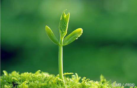 互联网工作者的自白,互联网草根站长