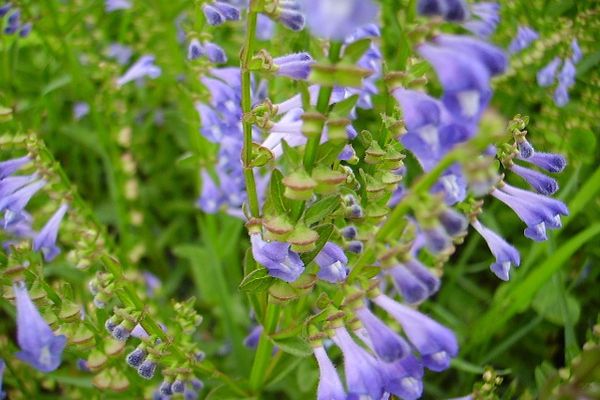 农村常见100种野花图片及名称,农村常见的50种野花名字