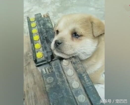 小狗在窝里老想出来,小狗舍不得狗妈妈哭了