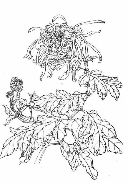 教你一步一步勾勒白描菊花,国画菊花勾线白描怎么画