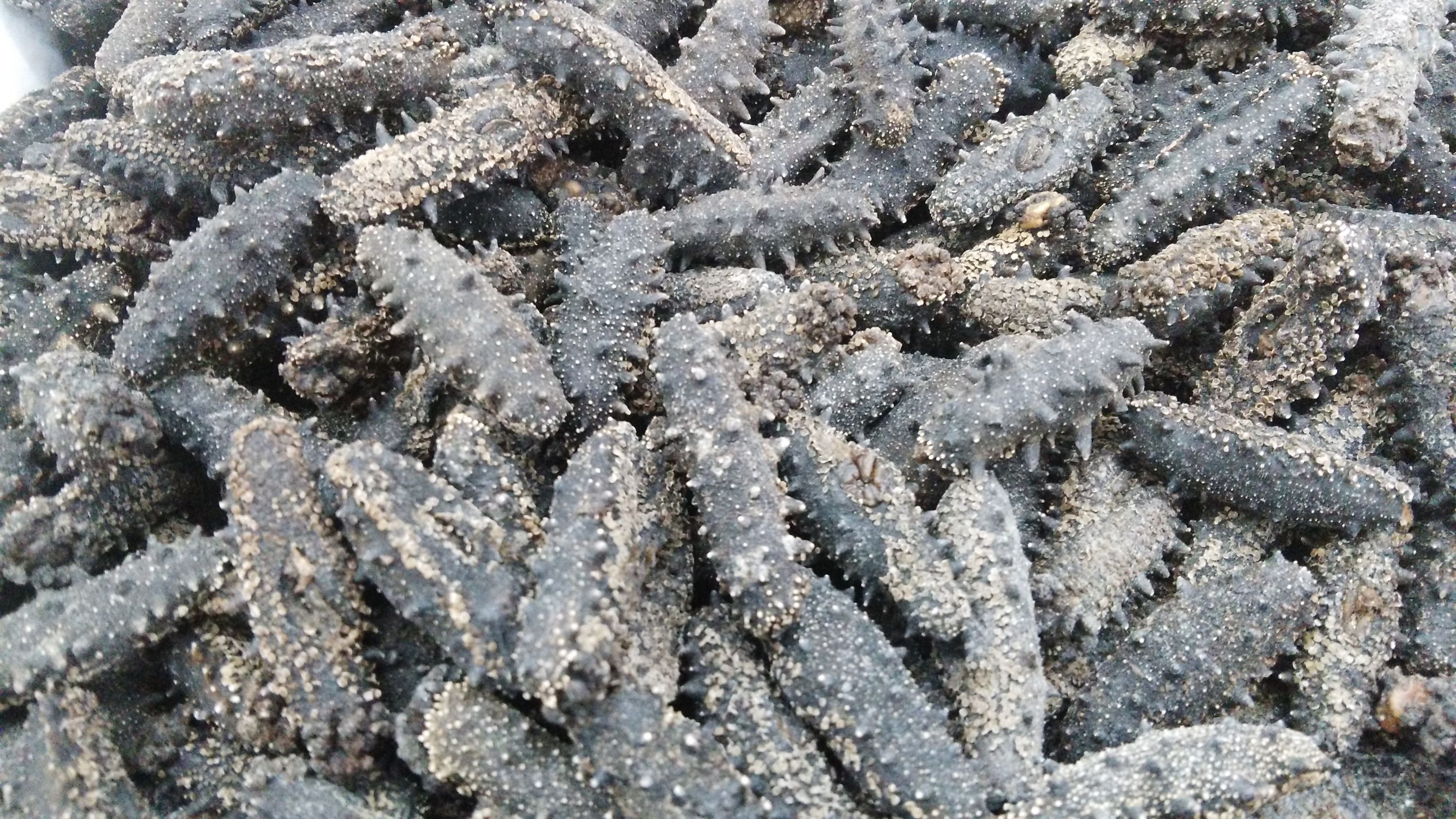 霞浦海参2022价格,南方海参鲁参辽参