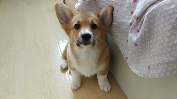 柯基怀孕2月生了5只小奶狗，主人一只没送，网友：一看就是土豪！