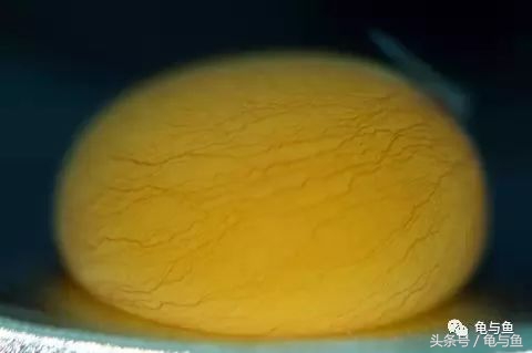 过背金龙鱼成长记录,过背金龙鱼1个月能长多少