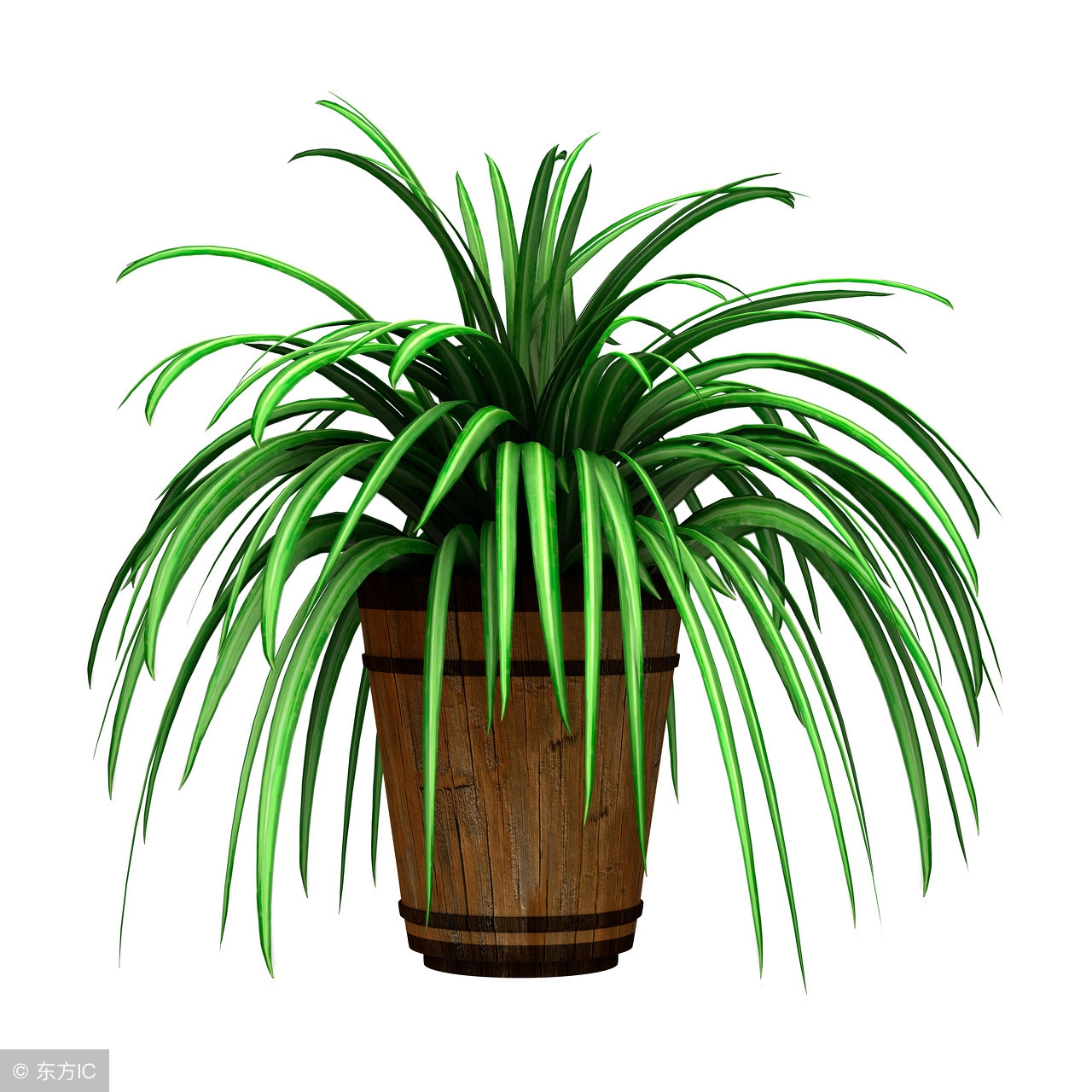 除甲醛的植物放在家里的有哪种,新房除甲醛哪种植物最好最有效