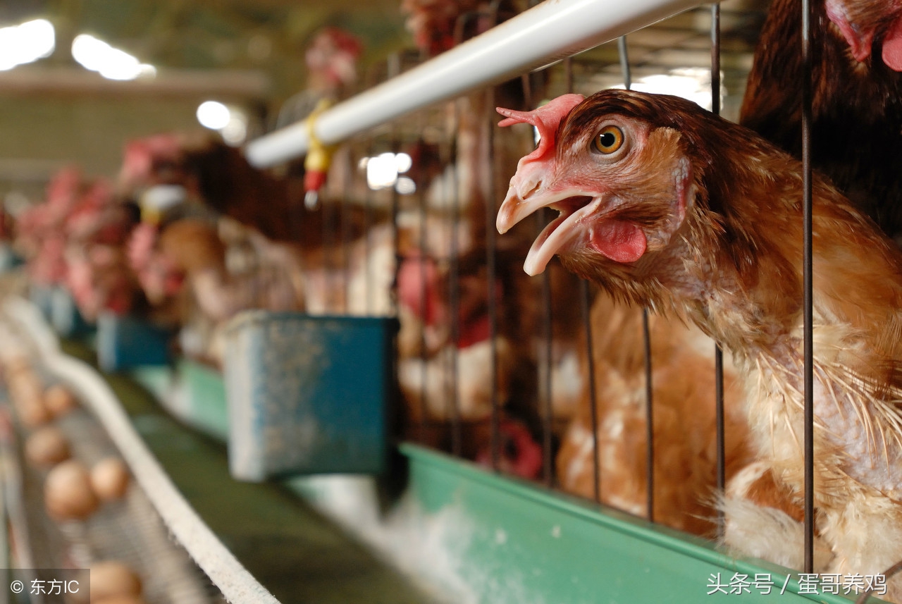 产蛋量下降如何防控,蛋鸡产蛋率下降的表现