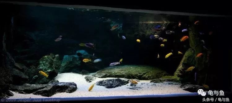 关于水族方面的科普,关于计量单位的科普视频