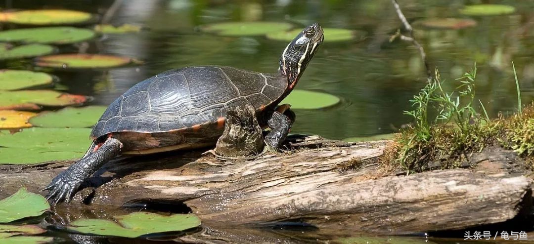 养乌龟的哪些误区,养宠物龟误区