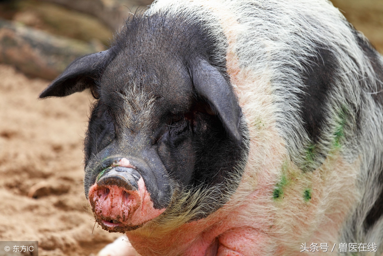 母猪难产怎么处理,母猪难产掏猪技巧