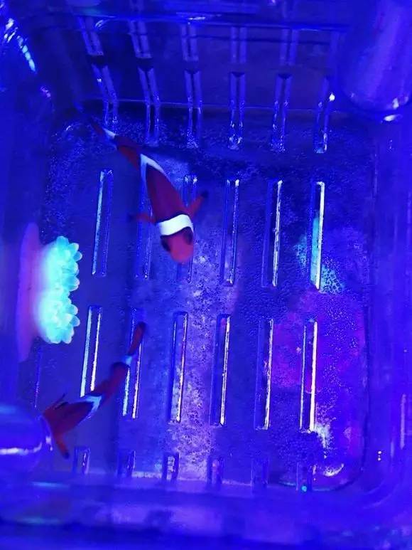 海缸变乳白色,海缸从褐藻变绿藻