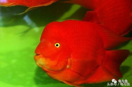 黄鹦鹉鱼和红鹦鹉鱼哪个好,白色鹦鹉鱼和黑白条鹦鹉鱼