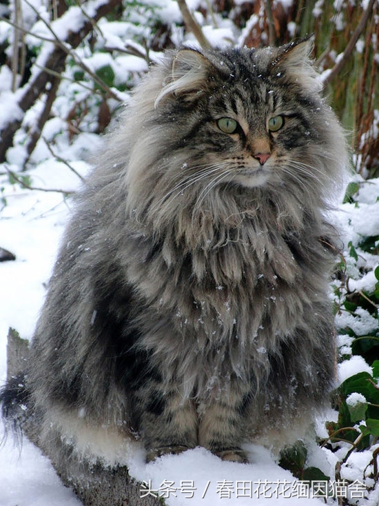 缅因知识科普,真实科普贴