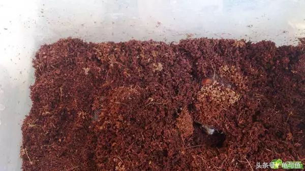 冬眠的正确疗法,冬眠的动物都怎么样越冬