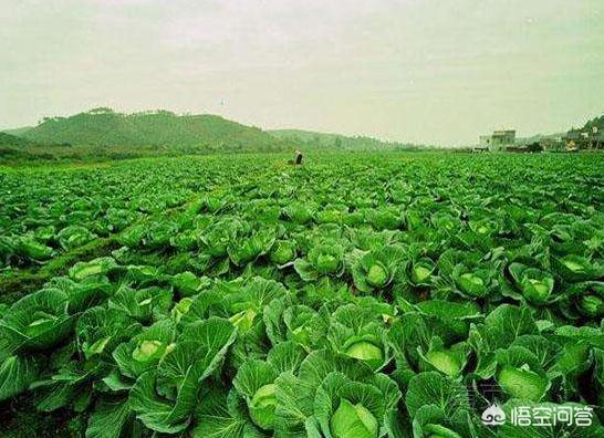 真正的无农药有机蔬菜,怎么分辨无农药有机蔬菜