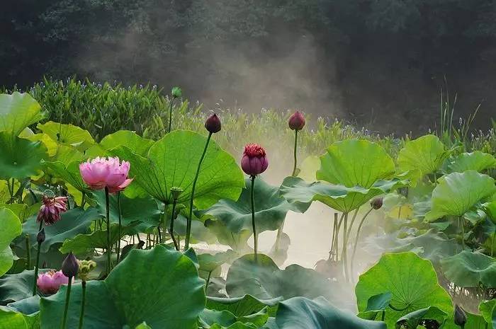 暗黑系石楠花退场的夏天,谁才是武汉新一轮的夏花担当?