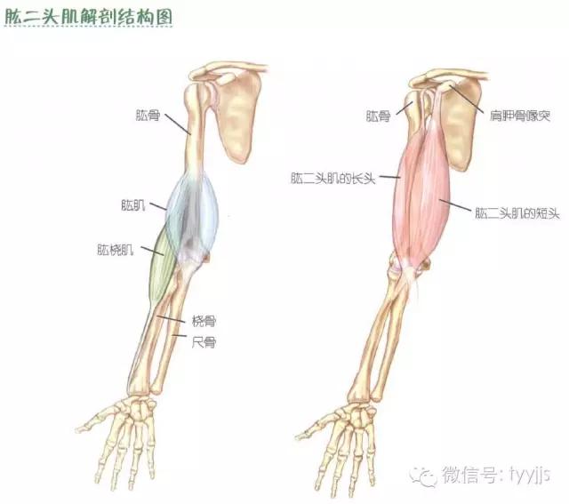 手臂上提肌群,健身基础训练动作