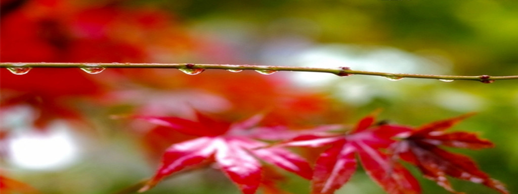 一片叶子的现代诗,一片叶子诗句