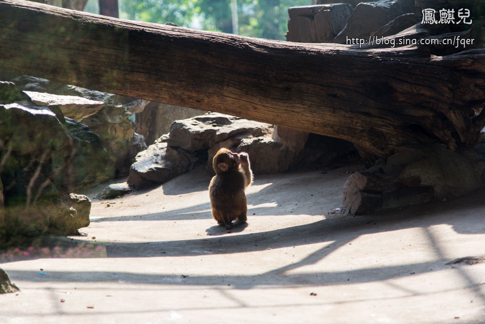 ​[凤麒儿]北京动物园——与动物的亲密接触