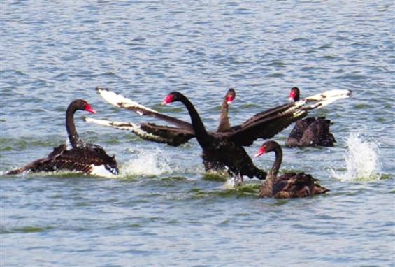 南宁附近的农家乐有哪些,南宁陈家大院农家乐大全