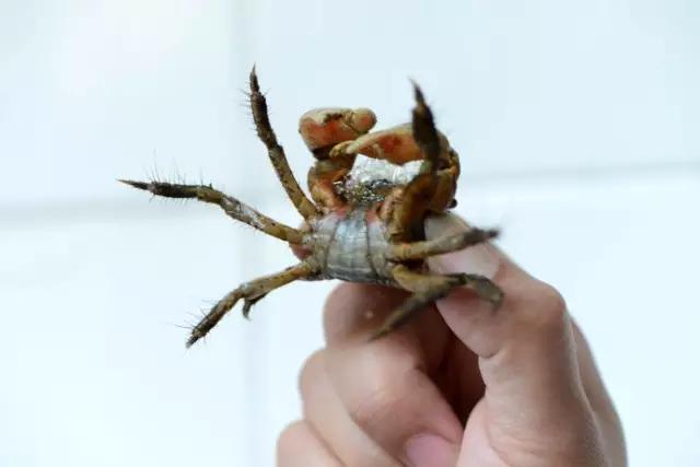 真正的福建美食,福建十大恶心料理