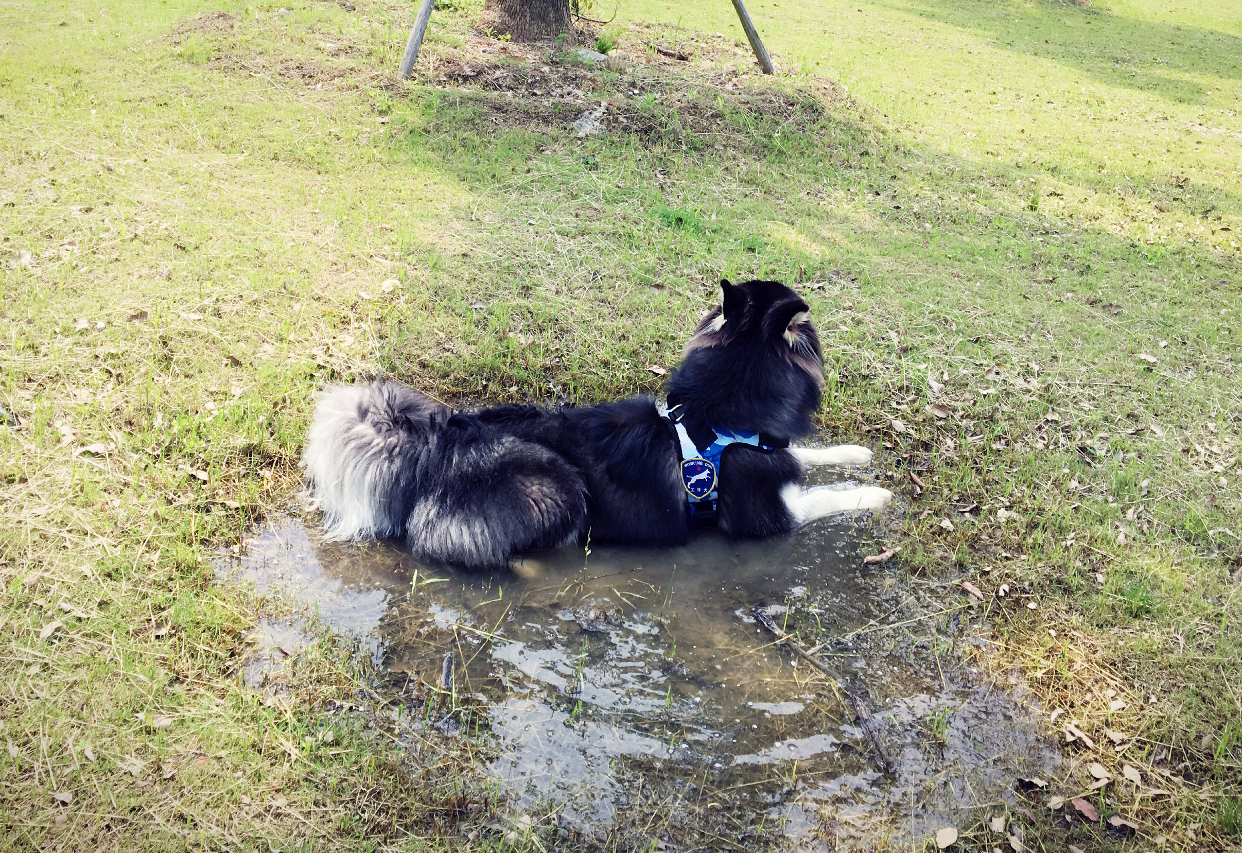 阿拉斯加犬智商排名第几,边牧和阿拉斯加智商谁高