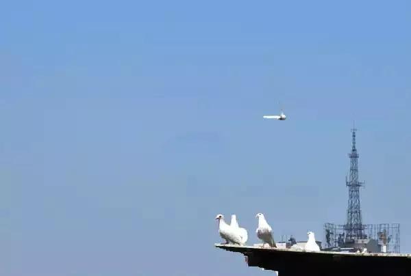 国内外白鸽品种及赏欣